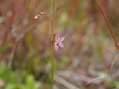 Stylidium ornatum