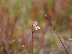Stylidium ornatum