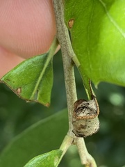 Homoeolabus analis