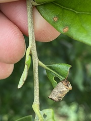 Homoeolabus analis