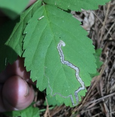 Stigmella villosella