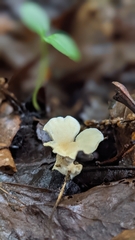 Loweomyces fractipes