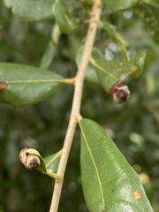 Homoeolabus analis