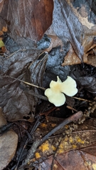 Loweomyces fractipes