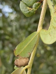 Homoeolabus analis