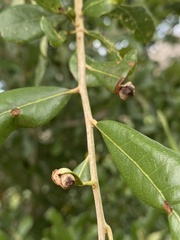 Homoeolabus analis