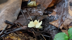 Loweomyces fractipes