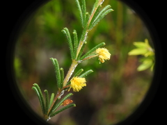 Acacia baueri