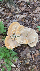 Bondarzewia berkeleyi