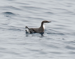 Synthliboramphus craveri