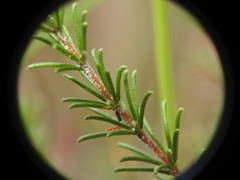 Acacia baueri