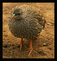 Pternistis natalensis