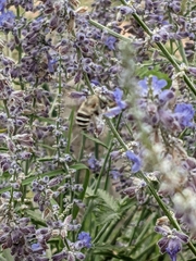 Anthophora californica