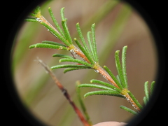 Acacia baueri