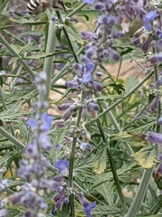 Anthophora californica