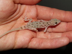 Cyrtopodion scabrum