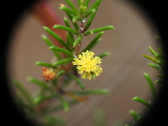 Acacia baueri
