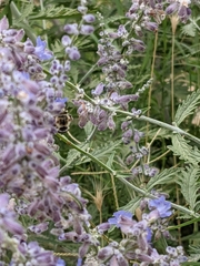 Anthophora californica