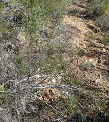 Pteronia flexicaulis