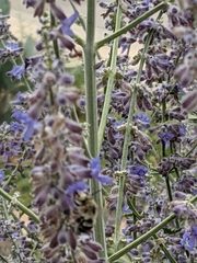 Anthophora californica