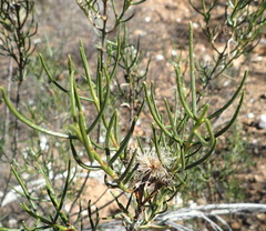 Pteronia flexicaulis