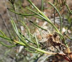 Pteronia flexicaulis
