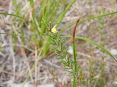 Acacia baueri