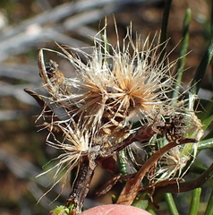 Pteronia flexicaulis