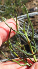 Pteronia flexicaulis
