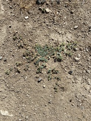Euphorbia ocellata