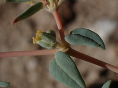 Euphorbia ocellata