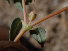 Euphorbia ocellata