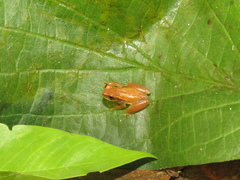 Dendropsophus minusculus