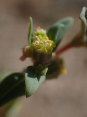 Euphorbia ocellata