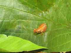 Dendropsophus minusculus