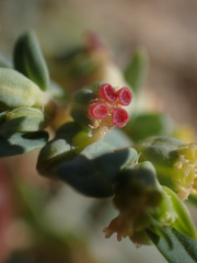 Euphorbia ocellata