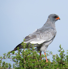 Melierax canorus canorus