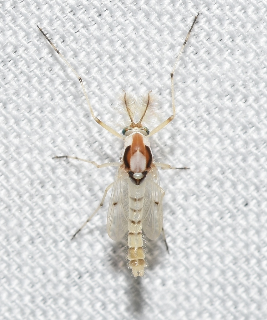 Coelotanypus concinnus