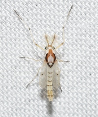 Coelotanypus concinnus