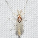Coelotanypus concinnus - Photo no rights reserved, uploaded by Chrissy McClarren and Andy Reago