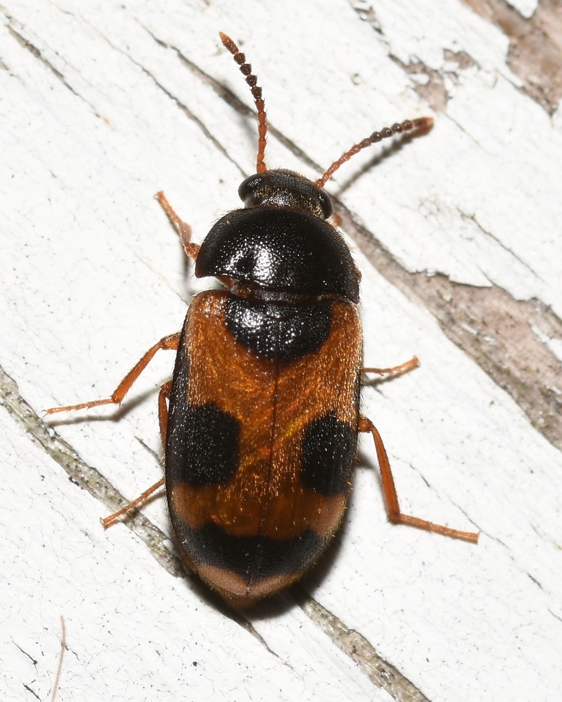 hairy fungus beetle