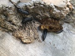 Cypherotylus californicus