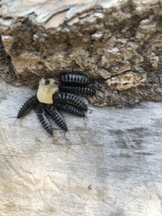 Cypherotylus californicus