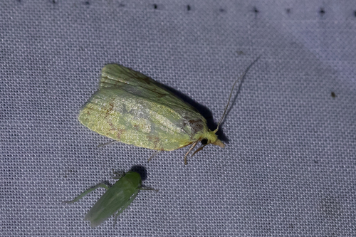 Maple-Basswood Leafroller Moth photo 4