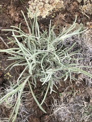 Senecio flaccidus flaccidus
