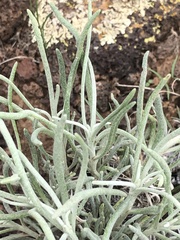 Senecio flaccidus flaccidus