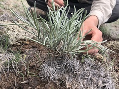 Senecio flaccidus flaccidus