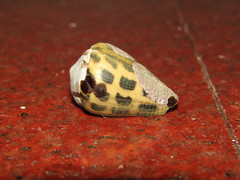 Conus ebraeus