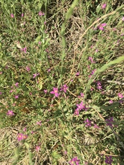 Schenkia spicata