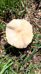 Marasmius oreades
